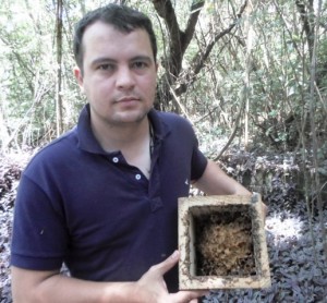 André Araújo com enxame de jataí (Tetragonisca angustula), uma das espécies nativas pesquisadas