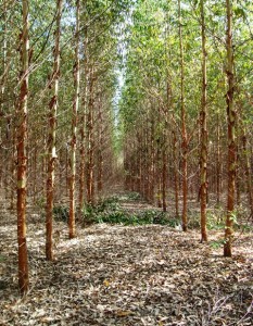 Paisagem alterada por plantação de eucalipto em Angatuba/SP