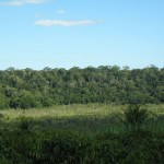 Ecótono Campo - Floresta