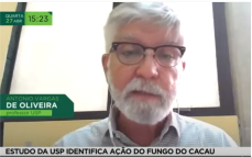 Estudo do CENA sobre Fungo que induz crescimento anormal do cacaueiro, para depois se alimentar do tecido morto