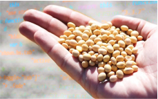 Luz e inteligência artificial revelam potencial de germinação e vigor de sementes de soja