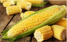 Pesquisa inovadora avaliou a recuperação de nitrogênio pela planta de milho.